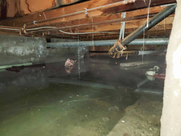 Best Flood damage cleanup  in Pacheco, CA